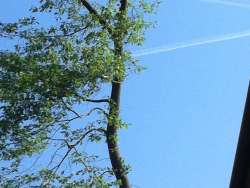 bomen rooien in Bilthoven eiken bomen rooien